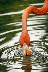 Image showing flamingo drinking 