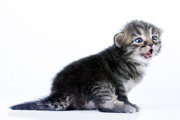 Image showing little 2 weeks old kitten