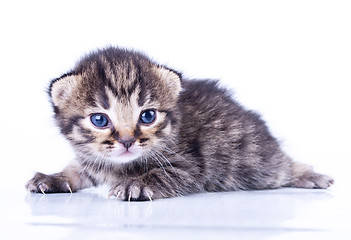 Image showing little 2 weeks old kitten