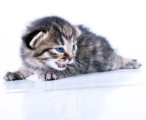 Image showing little 2 weeks old kitten