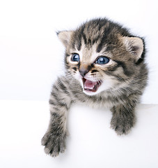 Image showing little 2 weeks old kitten