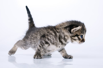 Image showing little  kitten