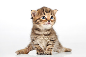 Image showing beautiful cute 20 days old kitten sitting