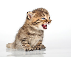 Image showing beautiful cute 20 days old kitten sitting