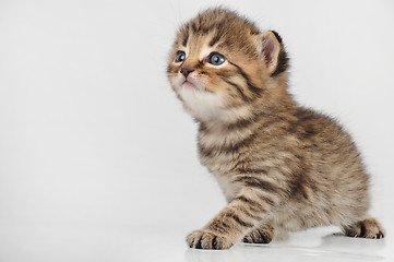 Image showing beautiful cute 20 days old kitten sitting