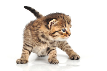 Image showing beautiful cute 20 days old kitten sitting