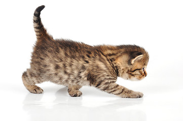 Image showing beautiful cute 20 days old kitten hunting