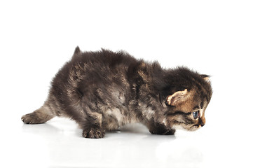 Image showing beautiful cute 20 days old kitten hunting