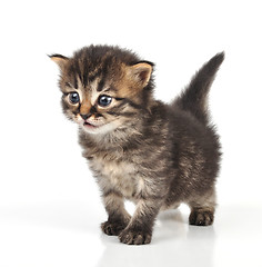 Image showing beautiful cute 20 days old kitten sitting