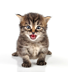 Image showing beautiful cute 20 days old kitten sitting