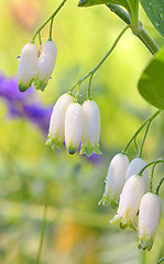 Image showing snowdrop flower