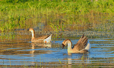 Image showing two wild ducks  swim