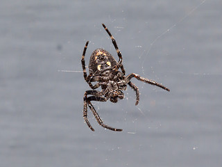 Image showing Small cross Spider (Araneus diadematus)