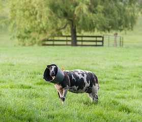 Image showing Sheep with a bucket on it's head