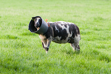 Image showing Sheep with a bucket on it's head