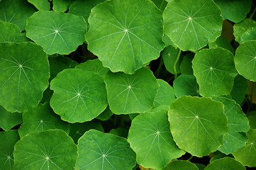 Image showing green leafs