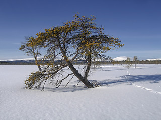 Image showing Nature Landscape