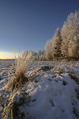 Image showing Winter Landscape