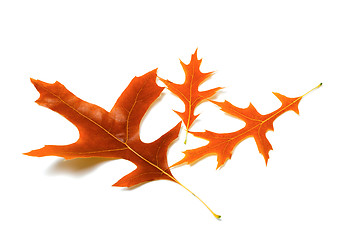 Image showing Three autumn leafs of oak