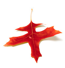 Image showing Red oak leaf