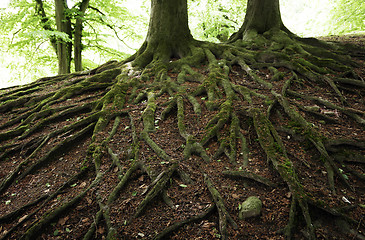 Image showing Roots all over