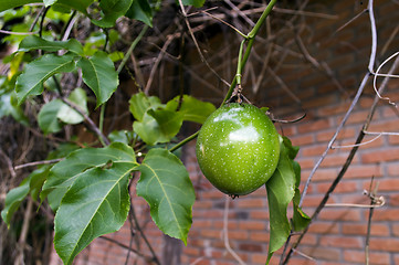 Image showing Green Maracuya.