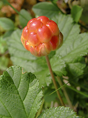 Image showing Cloudberry 