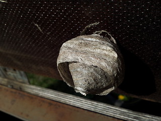 Image showing Wasp nest