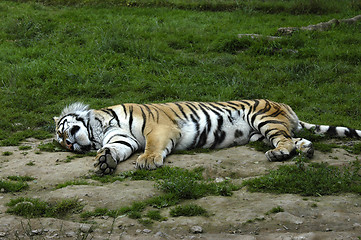 Image showing Sleeping Tiger