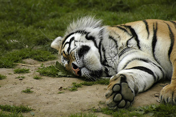 Image showing Sleeping Tiger