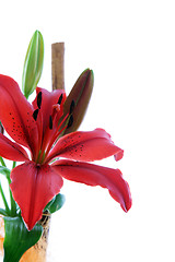 Image showing Beautiful red tiger lily
