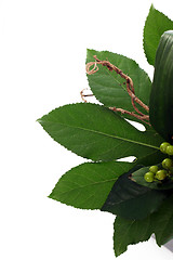 Image showing Green leaves and berries