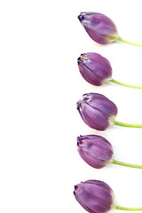 Image showing Purple tulip border