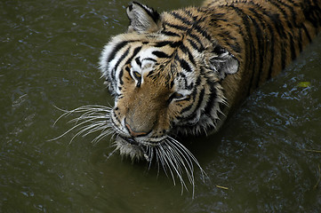 Image showing Tiger in the water