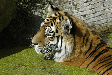 Image showing Tiger in the water