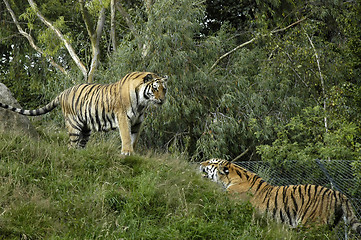 Image showing Two Tigers