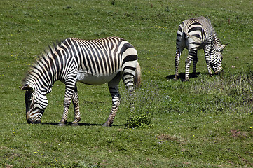 Image showing Zebra's in a field