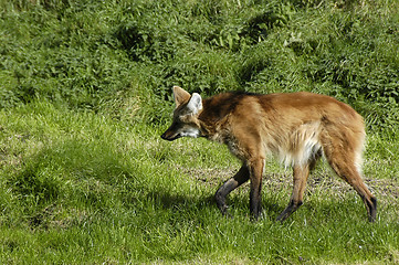 Image showing Red wolf