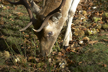 Image showing feeding deer