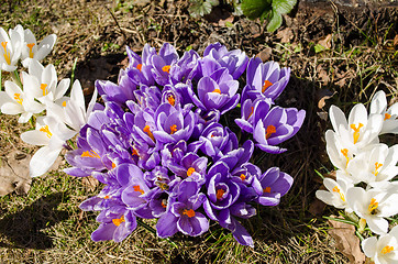 Image showing saffron crocus flower insects bees nectar spring 