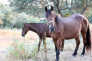 Image showing Pferd,Horse,