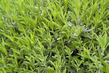 Image showing green leaves detail