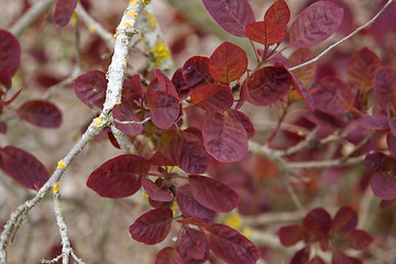 Image showing twig and red leaves