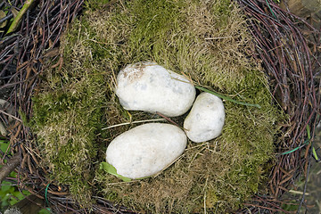 Image showing birds nest arrangement