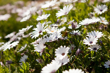 Image showing Wildflowers