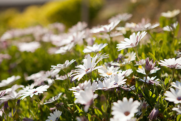 Image showing Wildflowers