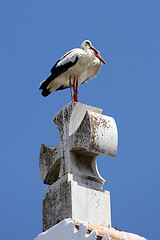 Image showing Storch,Stork