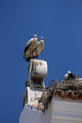 Image showing Storch,Stork