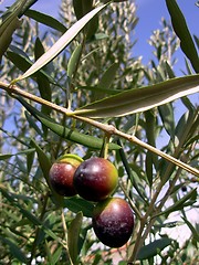Image showing Olive Tree Branch