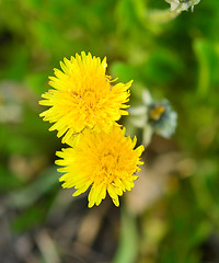 Image showing dandelion flowers